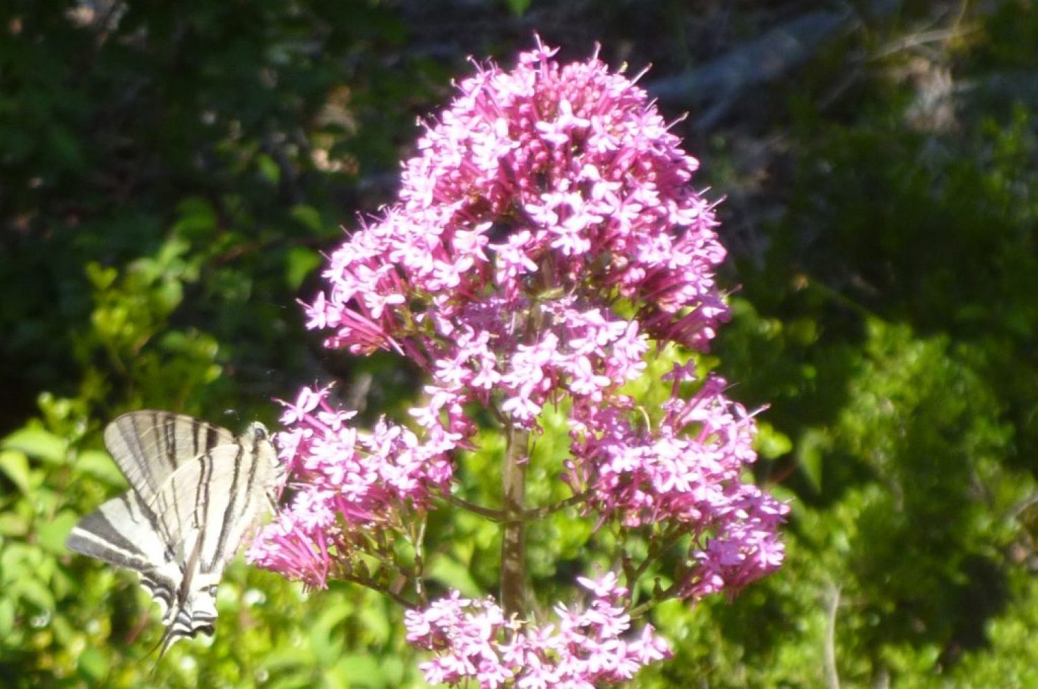 Mariposa y flores