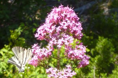 Mariposa y flores