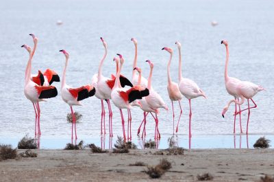 Flamingos