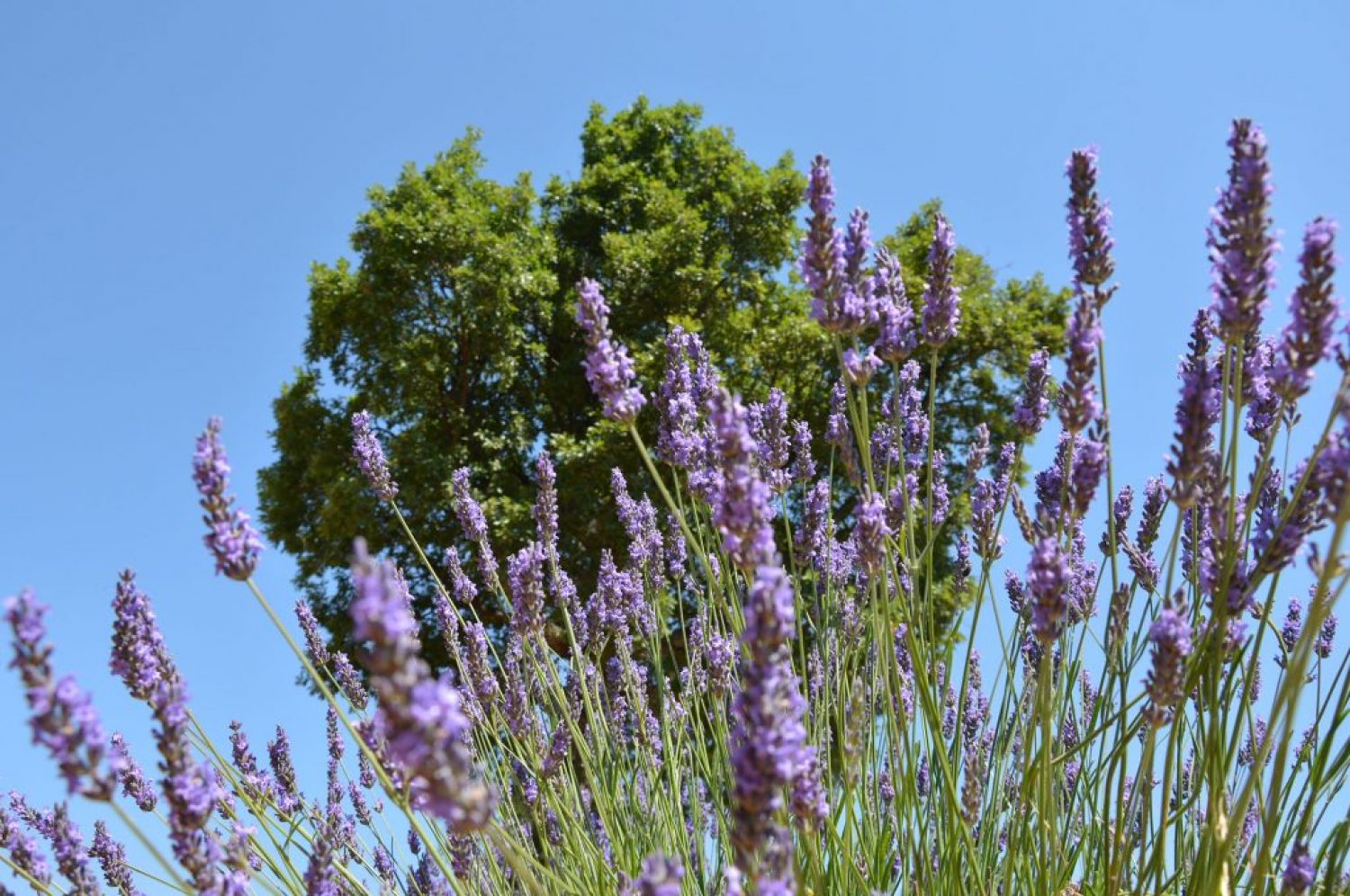 Verdon lavanda