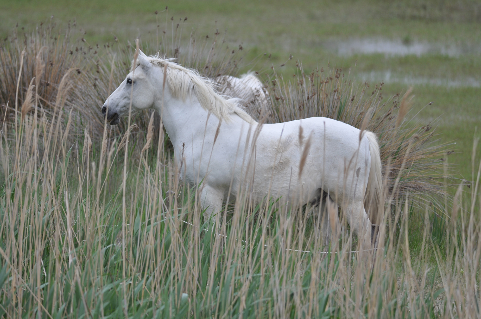 camargue-cheval