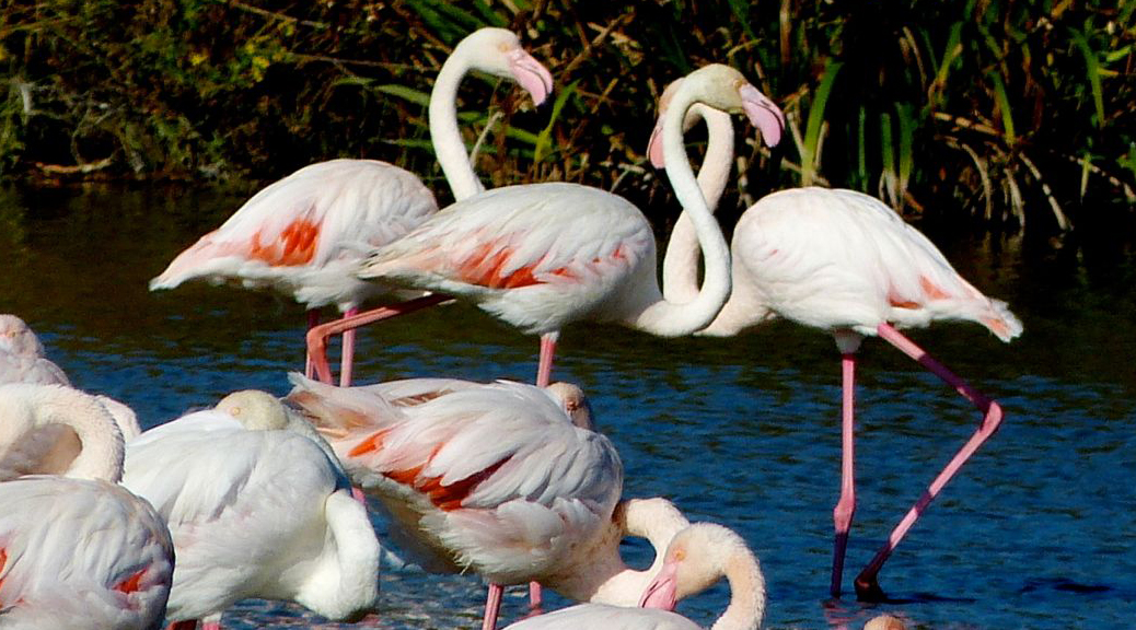 camargue-flamants