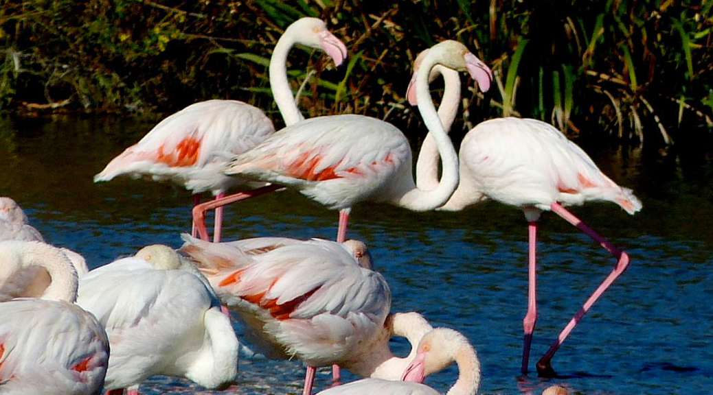 camargue-flamants