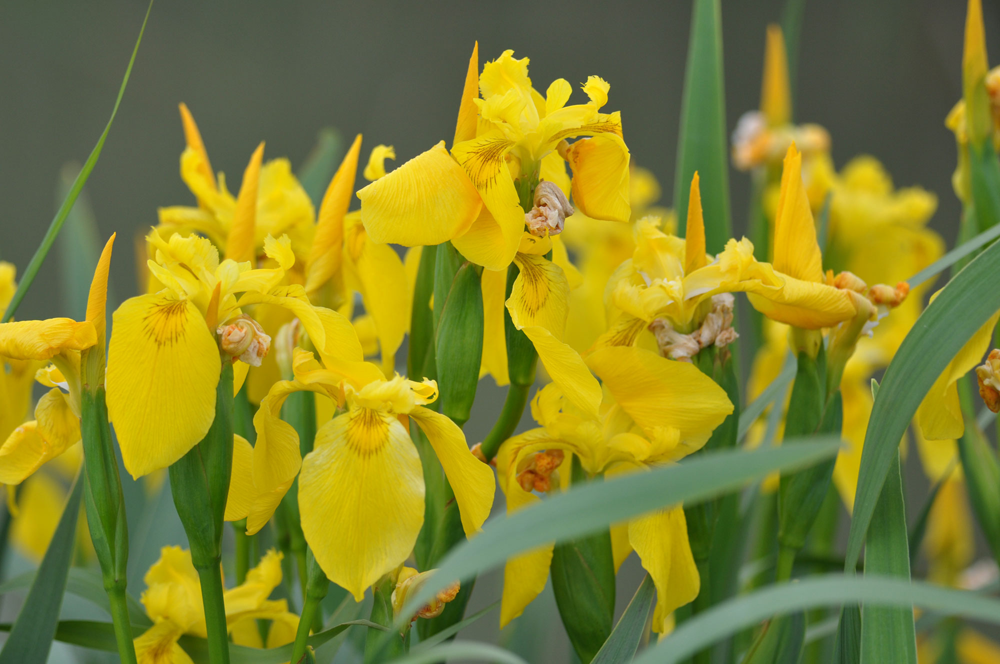 tour-camargue-iris