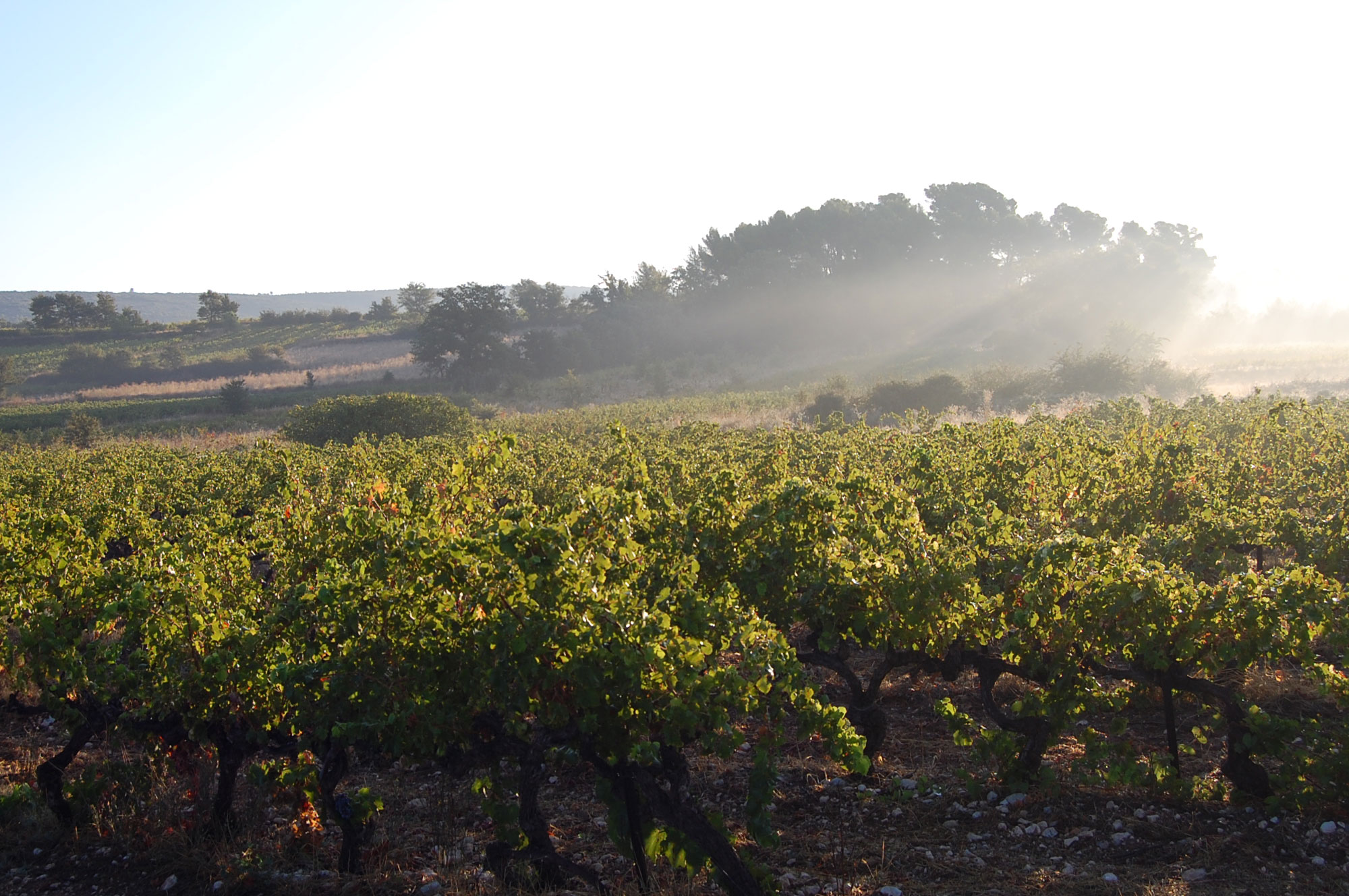 vendanges vins de Provence
