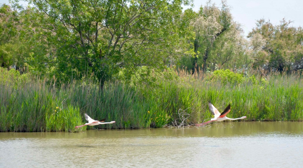 camargue