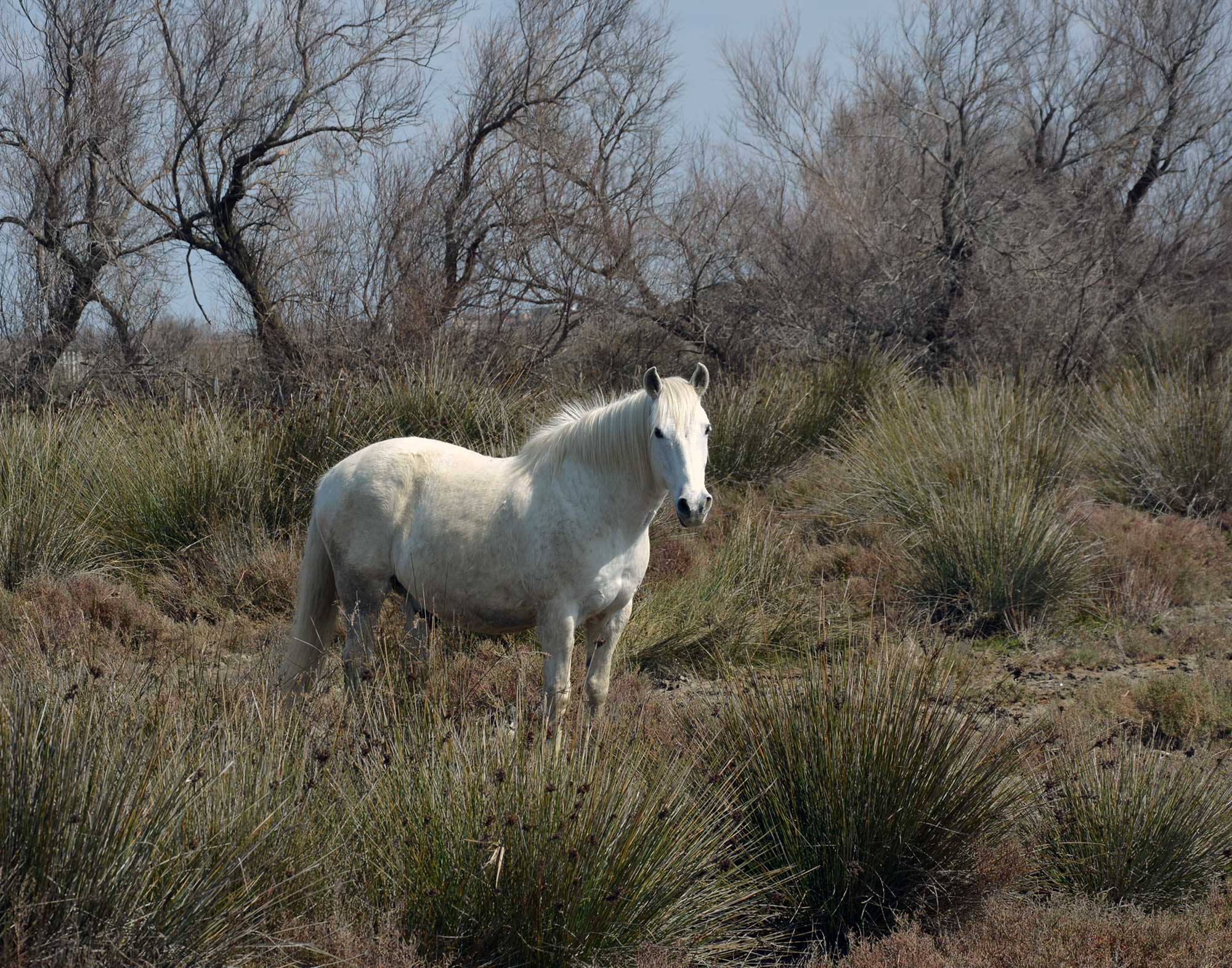 camargue cheval