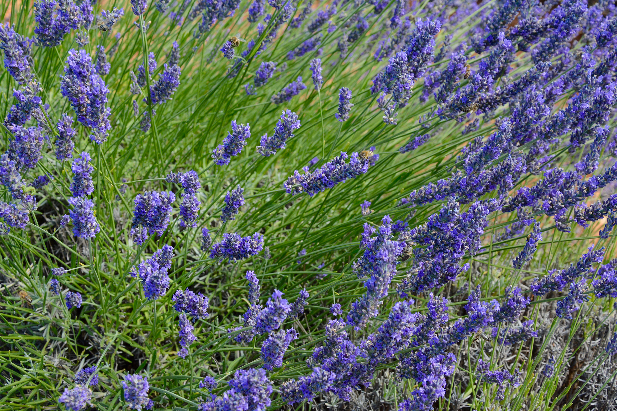 lavande fleurs