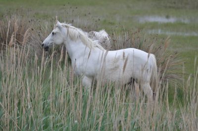 Chevaux Blancs