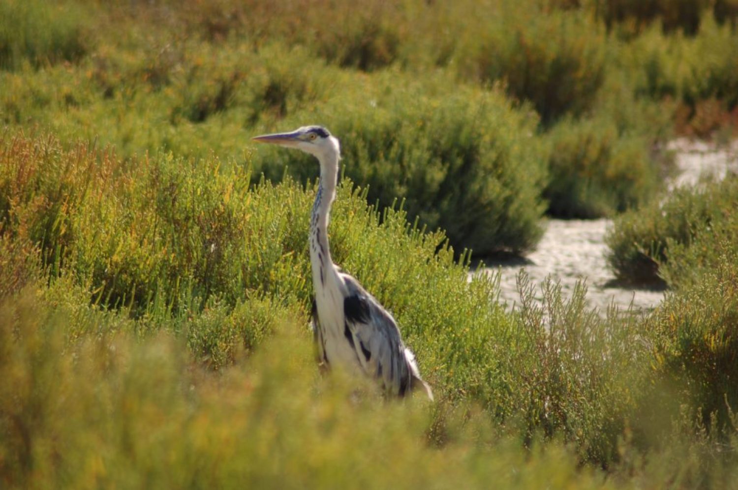 Oiseau et Salicorne