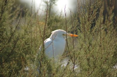 Oiseau en Camargue