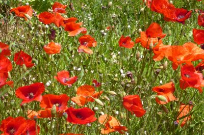 Coquelicots