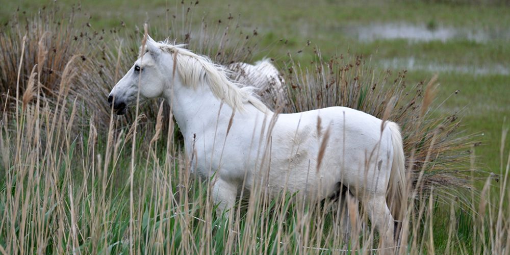 camargue-cheval