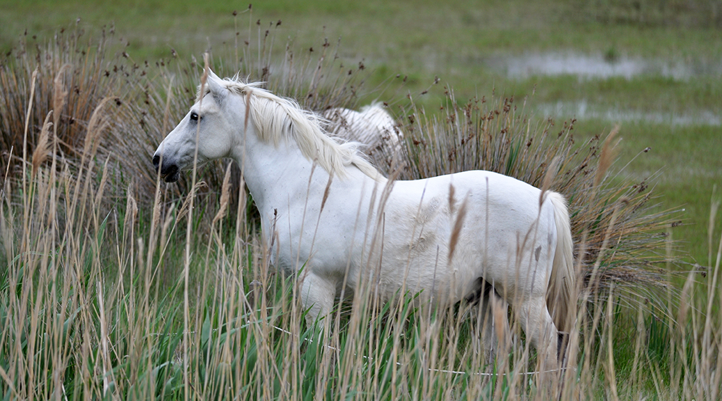 camargue-cheval