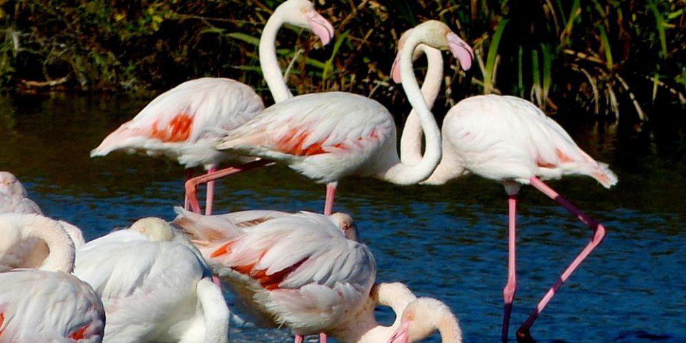 camargue-flamants